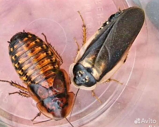 Аргентинские тараканы Blaptica Dubia
