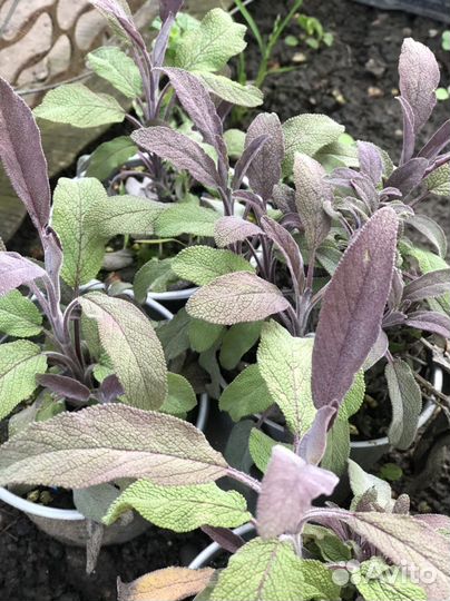 Шалфей пестролистный