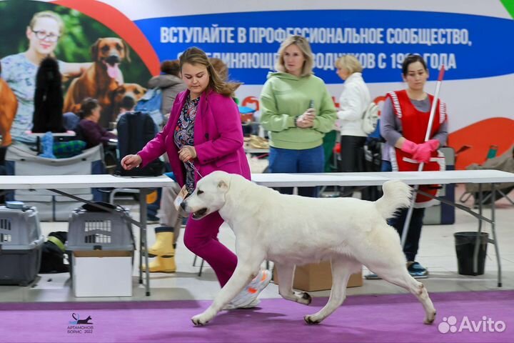 Хендлер, хендлинг Пушкино, Щёлково,Москва