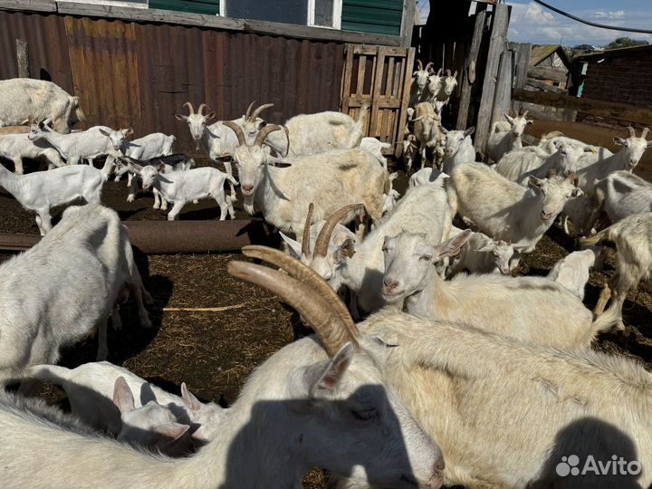 Продам стадо Коз