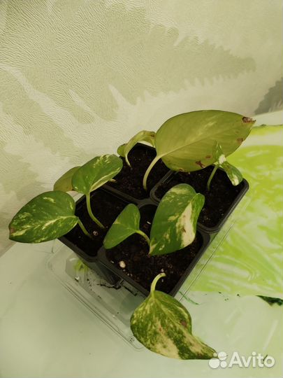 Сциндапсус и хлорофитум