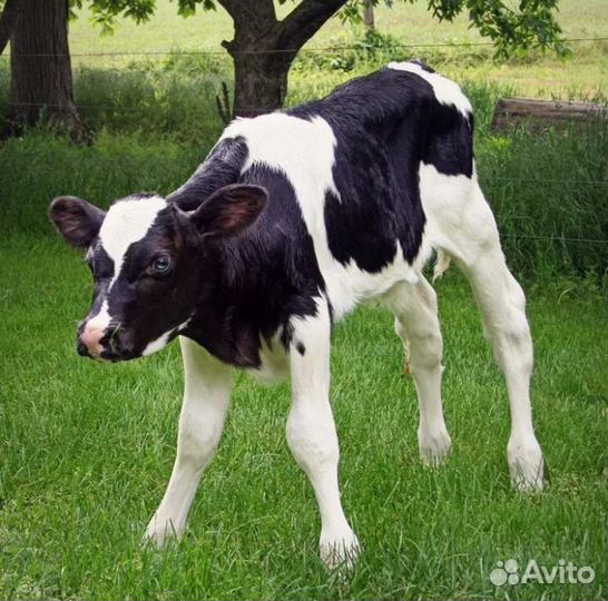 Телочки и бычки