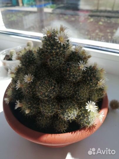 Кактусы и суккуленты