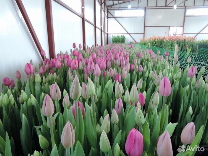 Луковица тюльпанов оптом 12;14+для выгонки