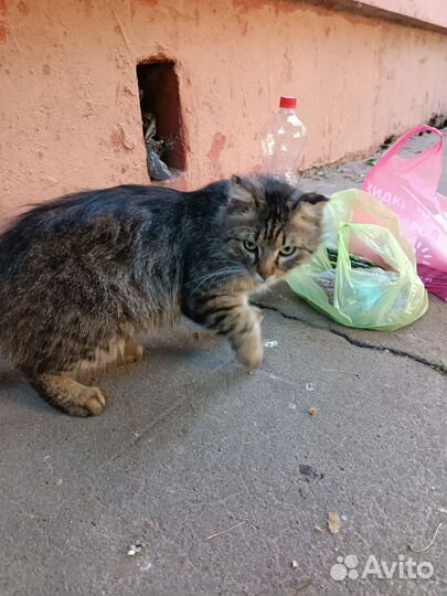Кот с обмороженными ушами