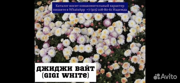 Хризантемы мультифлора