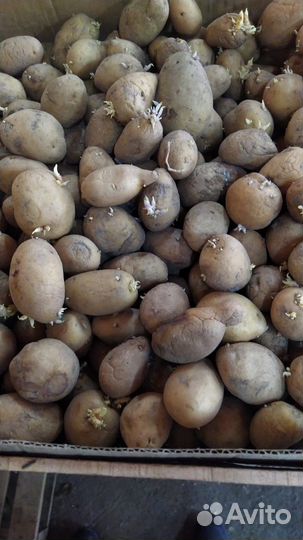 Семенной картофель