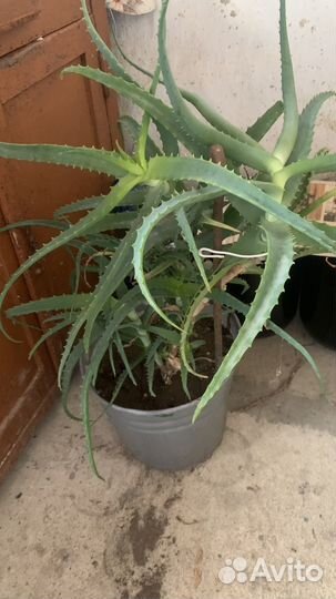 Алоэ столетник 4 года