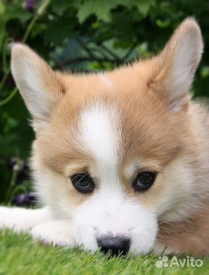 Девочка вельш корги пемброк