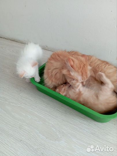 Очаровательные котята в добрые руки