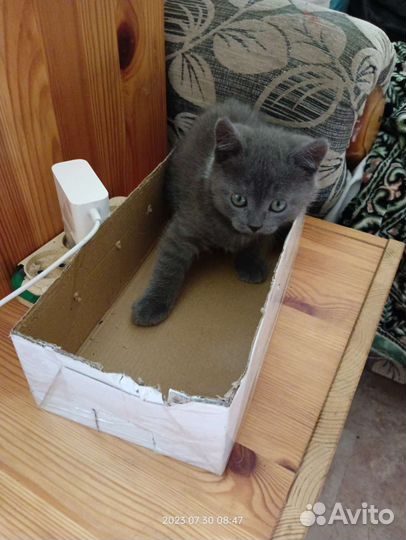 Британские котята девочка