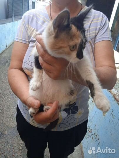 Трехцветная кошечка ищет дом