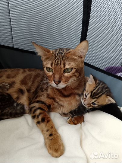 Бенгальские котята