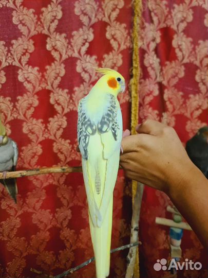 Попугай корелла (выкормыш)