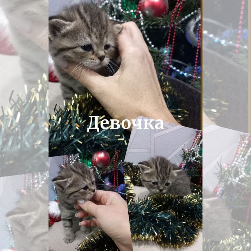 Шотландские котята