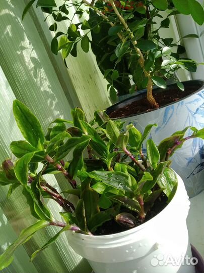 Традесканция и фикус за шоколад