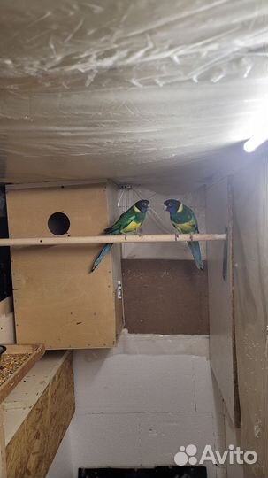 Попугай розелла