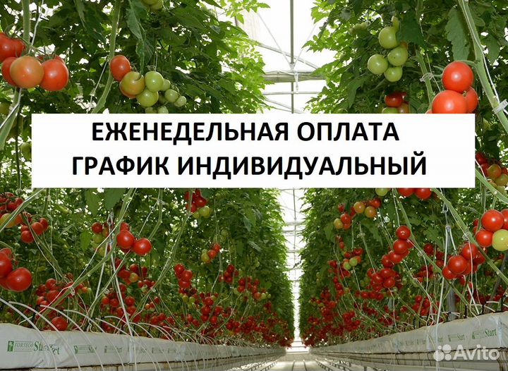 Рабочие на сбор овощей/подработка