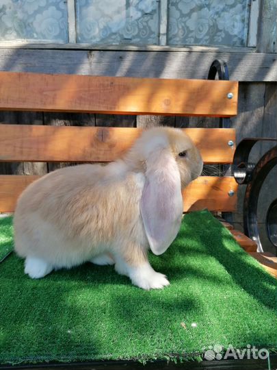 Кролики породы французский баран
