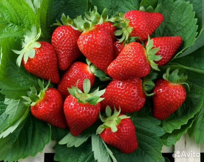 Рассада ремонтантной клубники Мурано