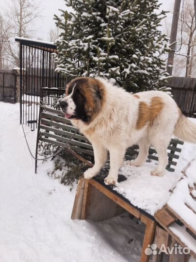 Кавказец ищет невесту