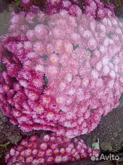 Хризантемы мультифлора рассада