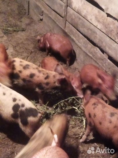 Поросята