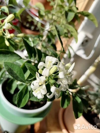 Мурайя низкорослая