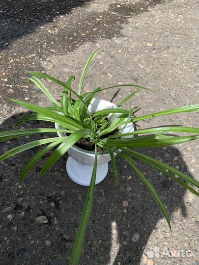 Хлорофитум