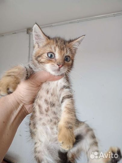 Кошки в добрые руки