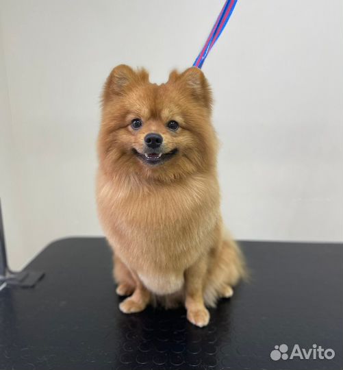 Немецкий шпиц вязка