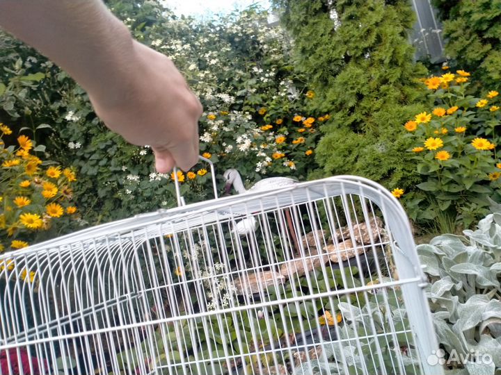 Вольер для попугаев