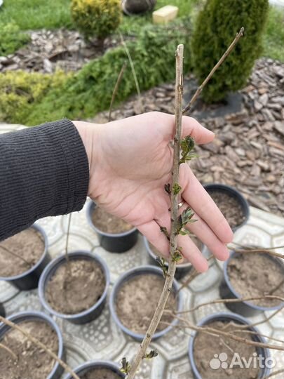Скумпия кожевенная пурпурная Royal Purple