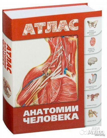 Атлас по анатомии человека