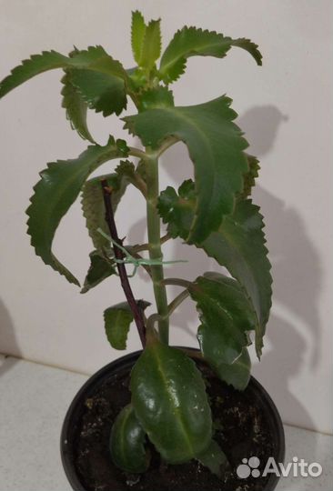 Каланхоэ лечебное домашнее растение