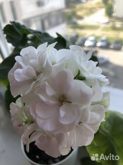 Пеларгония герань