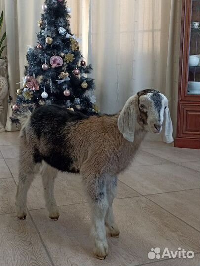 Козы дойные, козлята