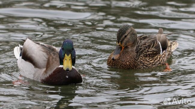Подсадные утки
