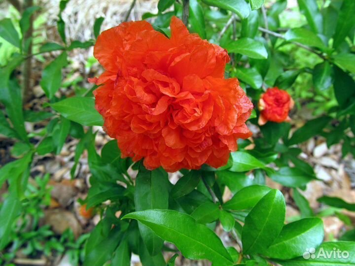 Гранат махровый декоративный