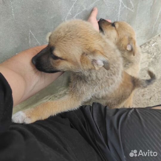 Собака в добрые руки отдам бесплатно