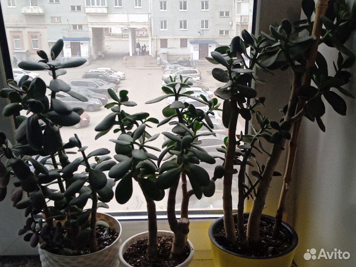 Крассула толстянка