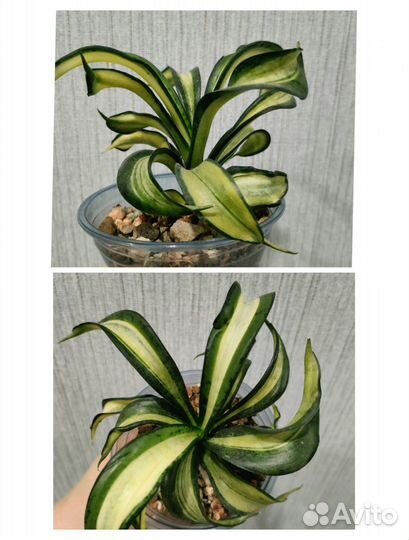 Сансевиерия