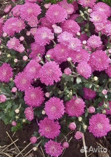 Хризантема