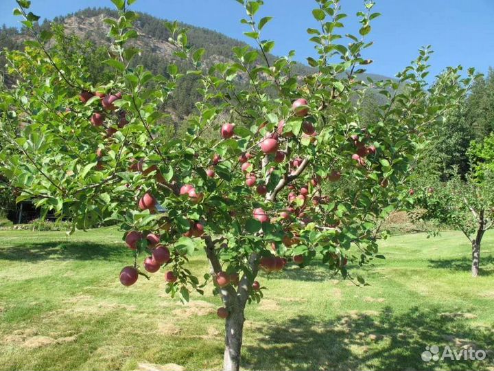 Яблоня Уэлси 3х-летка