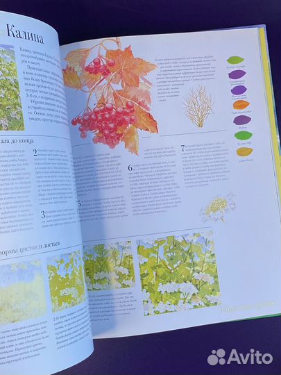 Акварель. Рисуем деревья и листья