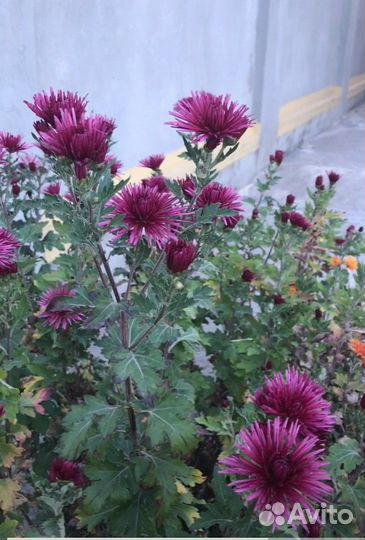 Хризантема игольчатая деленки