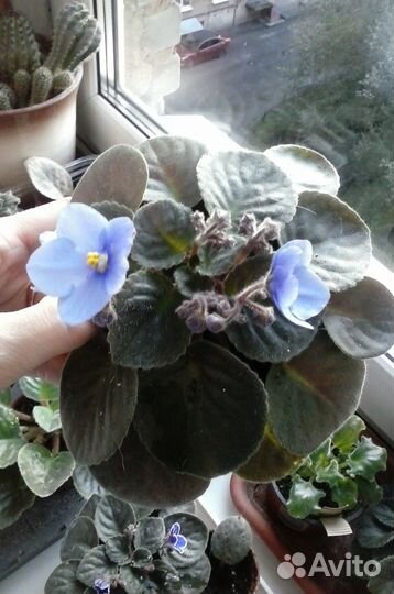 Фиалки в хорошие руки(Букет невесты и другие)