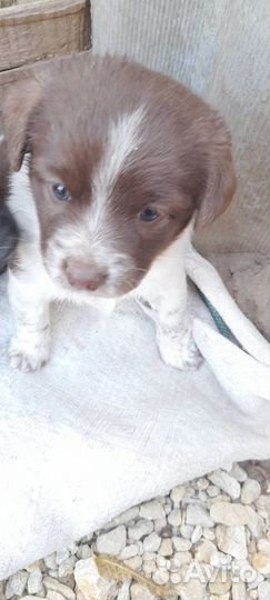 Два щенка мальчики в добрые руки