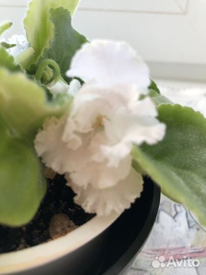 Фиалка лист