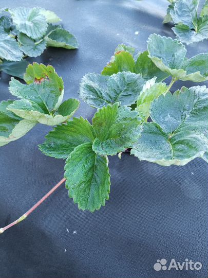 Рассада виктории